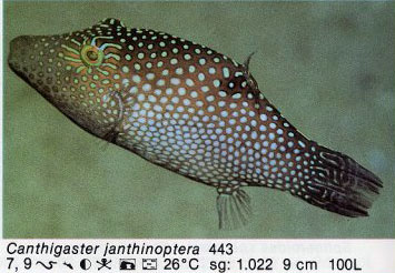 Canthigaster janthinoptera